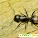 Золотой муравей отзывы -  - Фото 1145600