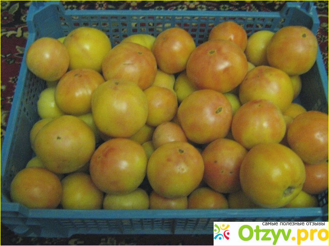 Семена помидоров Биотехника Лонг-Кипер фото1