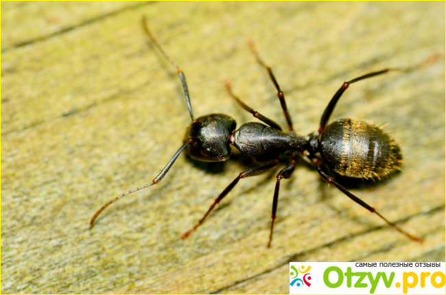 Золотой муравей отзывы фото1