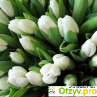 Белые тюльпаны отзывы