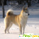 Собака породы Западно-сибирская лайка - Собаки - Фото 35116