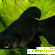 Рыбка телескоп - Аквариумные рыбки - Фото 84171