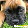 Порода боксер - Собаки - Фото 107413