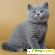 Британские короткошерстные котята - Кошки - Фото 102155