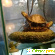 Плот для черепах Кам-крым -  - Фото 179681
