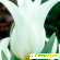 Белые тюльпаны -  - Фото 203693