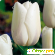 Белые тюльпаны -  - Фото 203695