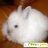 Породы декоративных кроликов -  - Фото 214555