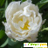 Белые тюльпаны -  - Фото 203694