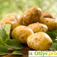 Рецепт картофельной запеканки отзывы