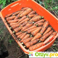 Как хранить морковь отзывы
