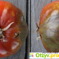 Обработка томатов от фитофторы отзывы