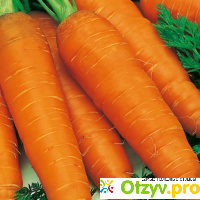 Как хранить морковь отзывы
