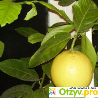 Лимон - выращивание в домашних условиях отзывы