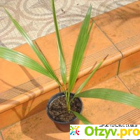 Финиковая пальма - Как вырастить Финиковую пальму из косточки отзывы