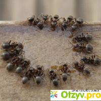 Как избавиться от муравьев отзывы