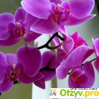Орхидея цена отзывы