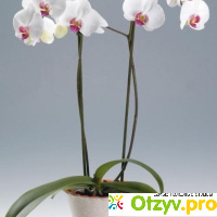 Орхидеи фаленопсис отзывы