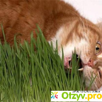 Трава для кошек отзывы