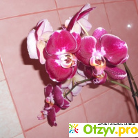 Комнатный цветок орхидея отзывы