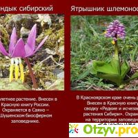 Растения занесенные в красную книгу россии отзывы