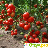 Выращивание томатов отзывы