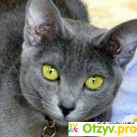 Порода кошек корат: описание, уход, цена отзывы