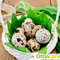 Перепелиные яйца: калорийность, полезные свойства отзывы
