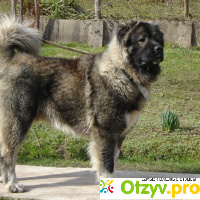 Кавказская овчарка: описание породы собак отзывы