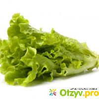 Салат латук – калорийность и полезные свойства отзывы