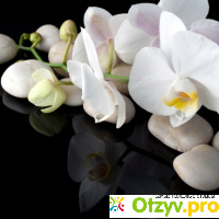 Орхидея белая отзывы