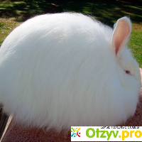 Самые необычные животные:ангорский кролик отзывы
