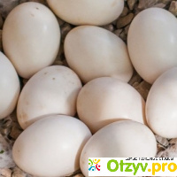 Инкубация утиных яиц. Режим инкубации: таблица. Срок инкубации утиных яиц отзывы