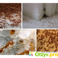 Как избавиться от маленьких муравьев в квартире навсегда? отзывы