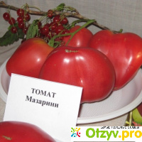 Мазарини томат отзывы фото отзывы