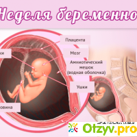 Что происходит на 12-й неделе беременности. 12 недель беременности: размер плода, пол ребенка, снимок УЗИ отзывы