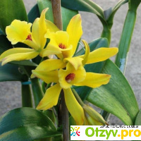 Выращивание ванильной орхидеи дома и уход отзывы