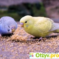 Как правильно кормить волнистых попугаев отзывы