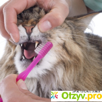 Как приучить кошку к чистке зубов отзывы