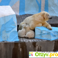 Зоопарк новосибирск официальный сайт цены на 2019 год прайс-лист отзывы