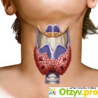 Болезни щитовидной железы отзывы