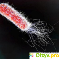Модельный организм E. coli отзывы