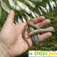 В реке на Прикарпатье массово погибла рыба (ФОТО) отзывы