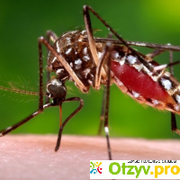 Рассказ про кровососущих комаров. отзывы