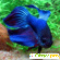 Рыбка БОРАРАС БРИДЖИТ - Разное (животные и растения) - Фото 11742