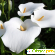 Спатифиллум (Женское счастье) - Комнатные цветы - Фото 14519