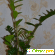 Комнатное растение Замиокулькас - Разное (растения комнатные) - Фото 16146