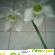 Эухарис - цветок, радующий глаз - Комнатные цветы - Фото 20967