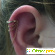 Хеликс (Helix) Пирсинг ушного хряща - Разное (косметические процедуры) - Фото 31035