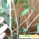 Фикус Бенджамина - Почему у фикуса желтеют и опадают листья - Разное (растения комнатные) - Фото 31090